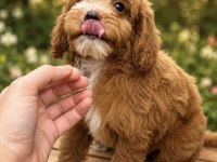 MALTİPOO ÖZEL RENK OĞLUMUZ