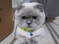 British shorthair tatlı kedimiz