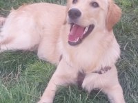Golden Retriever 5 Aylık Dişi Erkek İkisi Bir Verilecek