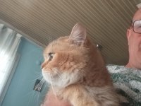 Golden British shorthair dişi