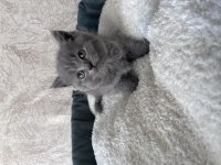 British Shorthair yavrular