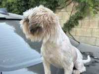 Safkan Dişi Shih Tzu