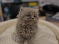 Safkan British Longhair ve shorthair yavrular