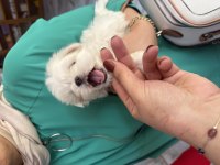 Orjinal Teacup 0 burun Kore Maltese erkek yavrularım