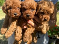 Poodle Sevimli Yavrular