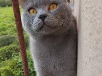 Ücretsiz sahiplendirilecek gri british shorthair