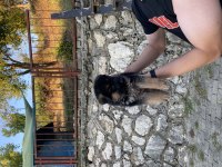 Son Erkek Alman Kurdu Yavrusu