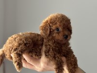 Tuvalet eğitimli toy poodle yavrular