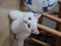 Safkan british shorthair kardeşler