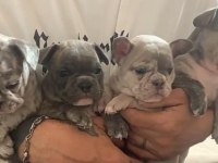 AŞILI MERLE VE BLUE FRENCH BULLDOG YAVRULARIMIZ