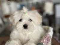Maltese yavruları