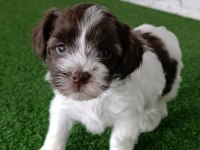 Morkie erkek yavrumuz