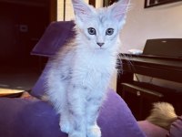 Safkan maine coon