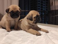 Muhteşem Pug Mops Bebekler A Kalite