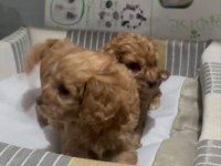 Poodle Ayarında Efsane Yavrular