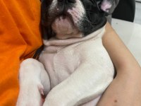 Fransız bulldog köpeği