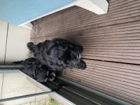Maltipoo erkek dişi 2 aylık yavrular