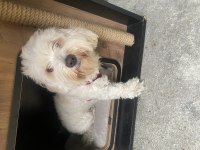Maltese terrier 3 yaşında