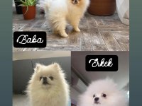POMERANİAN erkek 3,5 aylık