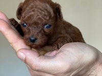 Kore kanı dark brown toy poodle