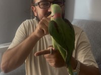 Full evcil erkek alexander papağanı