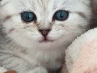 Silver Tabby Scottish Fold