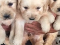 Golden retriever köpeği yavrular