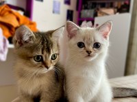 2 aylık british shorthair yavru