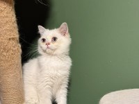 Beyaz Golden Point Yakışıklı British Shorthair