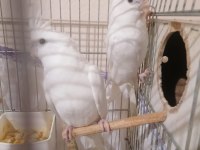 Albino sultan papağanı takımlar