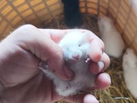 Beyaz Ve Siyah 1 Aylık Suriye Hamster Yavruları