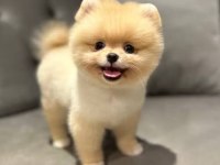 Pomeranian Boo Safkan