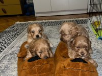 Şeker gibi maltipoo yavrularımız büyümeme garantili