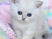 British shorthair dişimiz