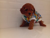 TOY POODLE ANNE ALTINDAN KALİTELİ