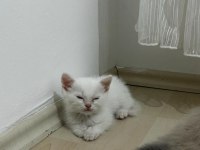 British shorthair yavru kediler