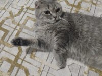 Scottish Fold Kedisi
