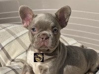 Özel Renkler French Bulldog Yavrularımız