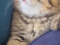 Yüzde yüz safkan scottish fold yavrular