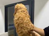 Yavru toy poodle sahiplendirme