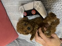 Kore kan 1.5 kilo garantili minyatür Toy poodle bebek
