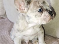 French Bulldog yavrularımız ırk garantilidir A KALİTE