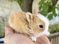 Netherland Dwarf Karamel Tavşanlar