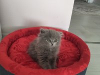 Evimizin neşesi british longhair kedime yuva ariyoruz