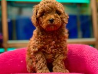 Red brown poodle yavruları aşılı