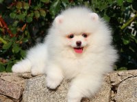 Karbeyaz Pomeranian Boo