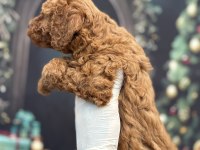 Orijinal Toy Poodle Teddy Bear Face