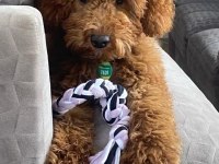 Poodle 4 Aylık erkek Red Brown