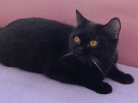 İki güzel british shorthair