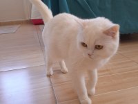 British longhair kedisi
